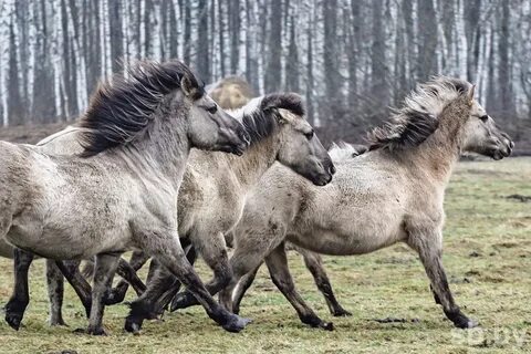 Тарпан сайт