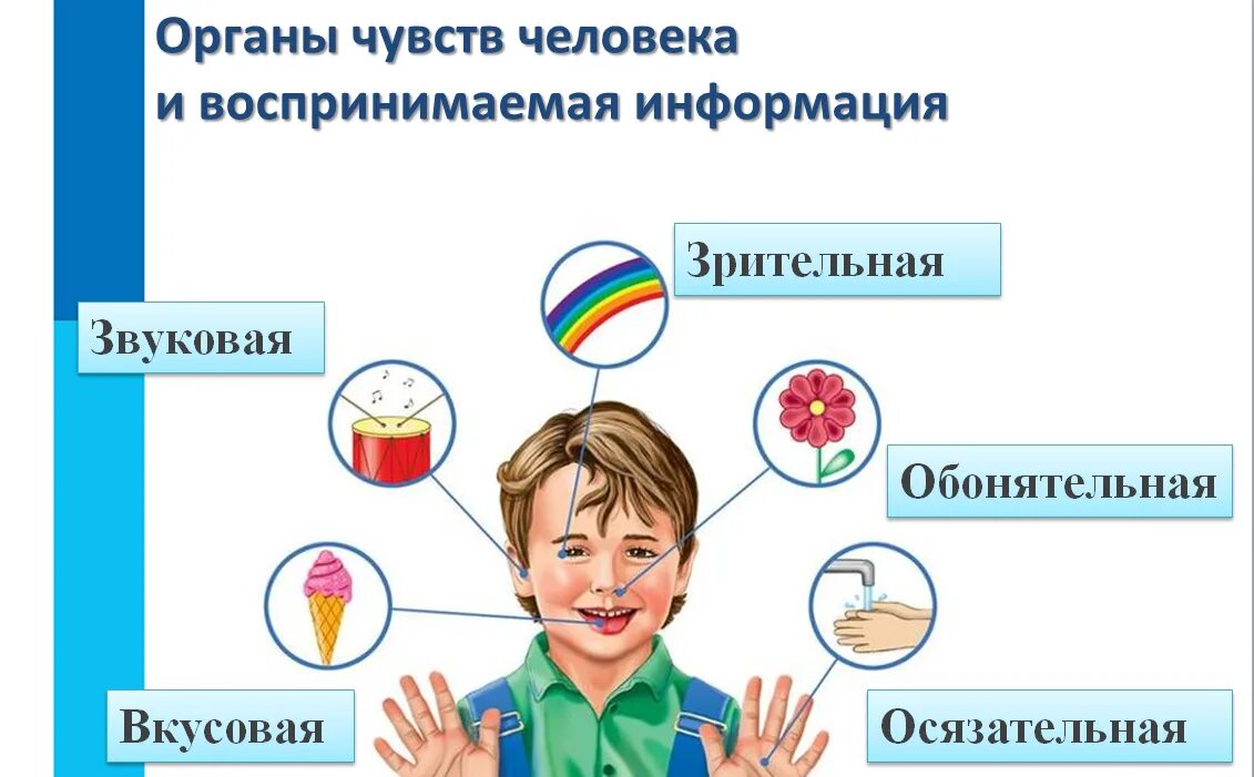 Шейкина в мире информации. Человек получает информацию с помощью органов чувств. Способы восприятия информации. Виды восприятия информации. Схема восприятия информации.