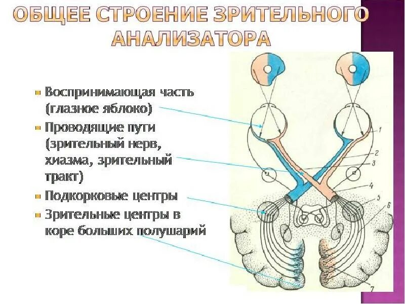 Зрительный нерв образован. 5 Нейронов зрительного анализатора. Проводящие пути и центры зрительного анализатора. Проводящие пути зрительного анализатора физиология. Зрительный нерв анатомия схема.