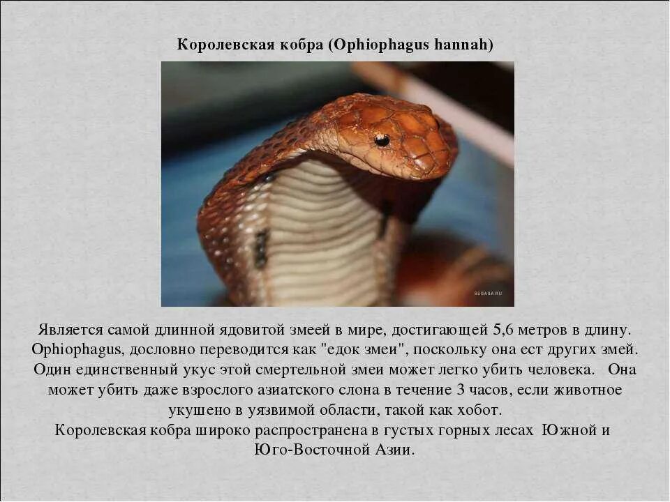 Cobra на русском. Королевская Кобра (Ophiophagus Hannah). Доклад о ядовитых животных. Ядовитые животные доклад. Доклад на тему ядовитые животные.