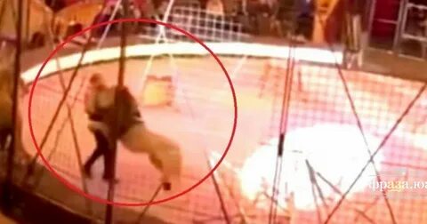 После нападения льва получил сверхспособности