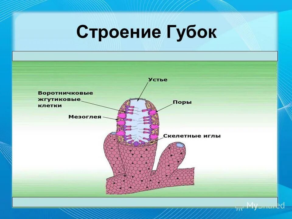 Схема строения губки. Строение губки. Типы строения клеток губок. Строение губки. Внутреннее строение губки.