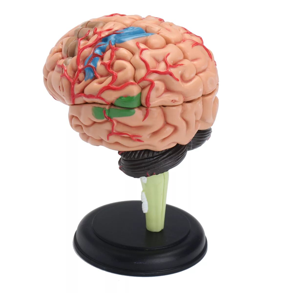 Brain model. Анатомическая модель мозга. Модель мозга человека. Силиконовая модель мозга.