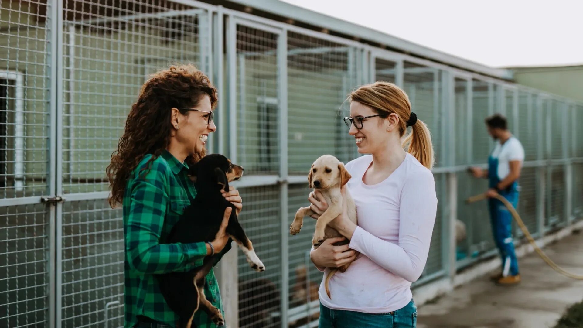 Volunteering at an animal shelter. Волонтеры зоозащитники. Финансирование приютов. Приют для бездомных животных. Группы собак в выставках.