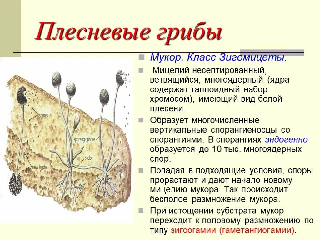 Гриб мукор биология. Плесневые грибы Mucor. Плесневелый гриб мукор. Мукор субстрат. Плесневые грибы класс Зигомицеты мукор.