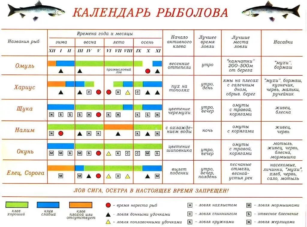 Таблица активности клёва рыбы. Таблица клева 2023. Рыболовный календарь. Календарь рыбалки. Какую рыбу можно до года