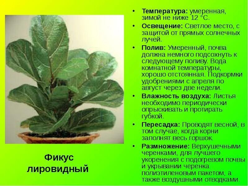 Как размножается лирата. Фикус лировидный каучуконосный. фикус лировидный размножение. фикус лировидный (ficus lyrata). фикус лирата бамбино.