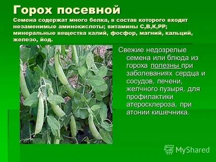 Размер гороха физика 7 класс