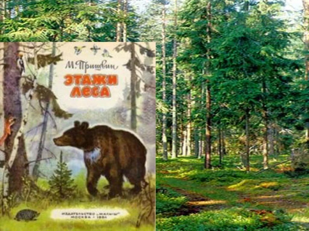 Книга пришвин этажи леса. Рассказ м пришвина этажи леса. Рассказ м пришвина этажи леса. Рассказ м пришвина этажи леса. Книга пришвин этажи леса.