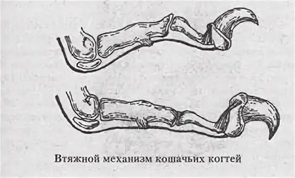 Кошка рычаги