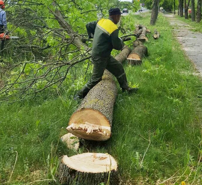 Срубил дерево посади. Вырубка деревьев кустов в городе. Вырубка деревьев и кустарников в Узбекистане. План рубки деревьев. Купить дерево в гродно