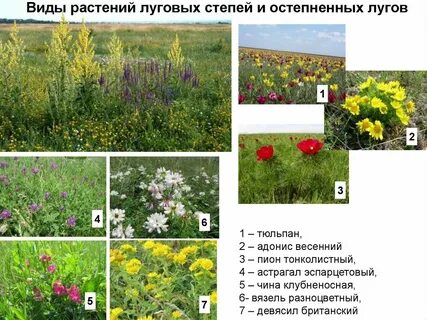 Примеры растений луговой растительности