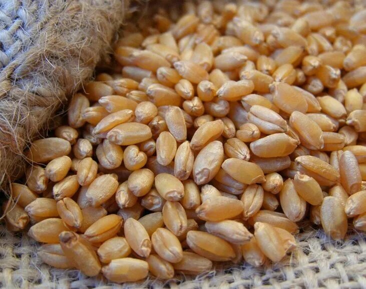 Пшеница Яровая сорт «Ирень» рс1. Йолдыз Яровая пшеница. Семена Яровой мягкой пшеницы. Куплю зерно ростов