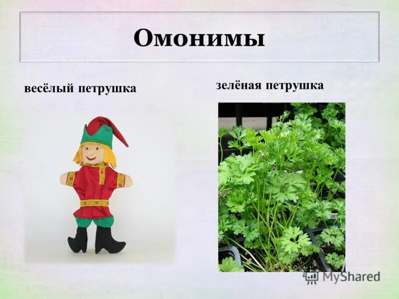 Омонимы это. Предложение про петрушку. Составить предложение со словом петрушка. Петрушка и дети в доу. Составить предложение со словом петрушка.