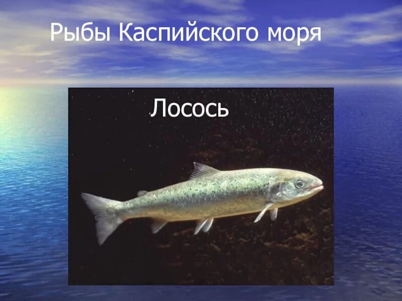 Рыбы Каспийского моря. Промысловые рыбы Каспийского моря. Рыба обитающая в Каспийском море. Рыбы которые водятся в Каспии.