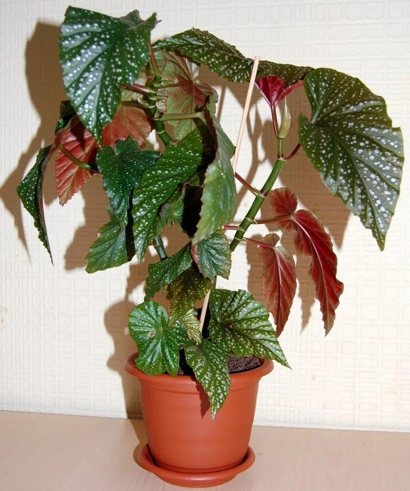 Бегония коралловая Королевская крапчатая. Бегония коралловая (Begonia corallina). Бегония пятнистая крапчатая. Бегония Креднера. Комнатные растения разновидности фото