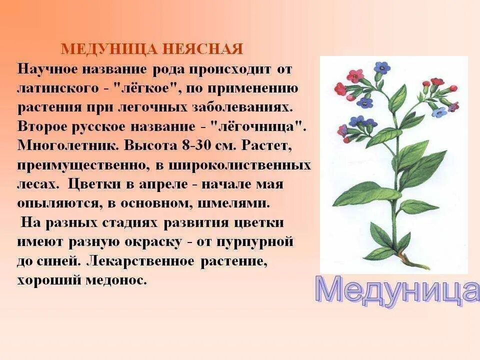 Медуница полезные свойства. Медуница неясная листья. Медуница неясная жилкование. Медуница круглолистная. Медуница целебные свойства растения.