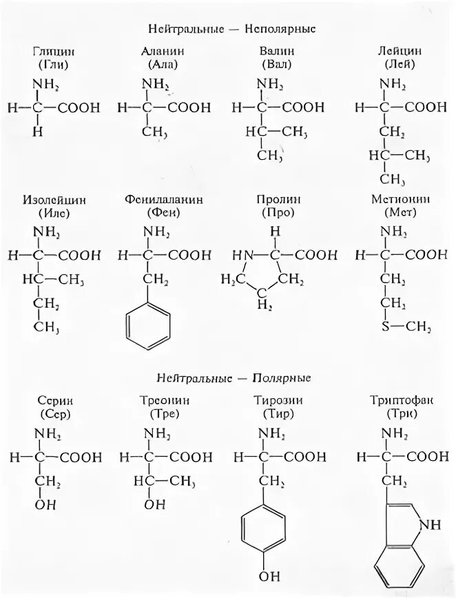 20 Аминокислот формулы. Строение 20 аминокислот. Аланин серин тирозин. Гли ала вал. Про ала фен