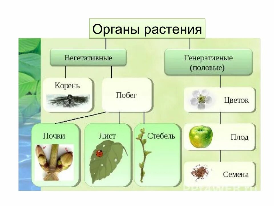 Установите последовательность соподчинения плоды генеративные органы. Вегетативные и генеративные органы растений. Органы растений вегетативные и генеративные схема. Строение генеративных органов растений. Строение вегетативных и генеративных органов растений.