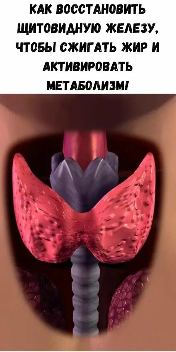 Щитовидная восстановилась. Как восстановить щитовидную железу. Народные методы щитовидная железа. Восстанавливая щитовидную железу. Щитовидка может восстанавливаться.