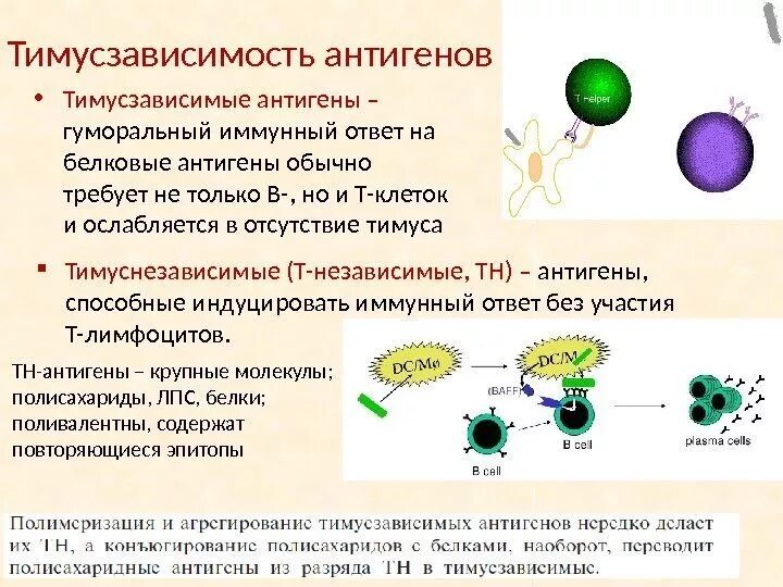 Антигены антитела иммунный ответ. Т независимый гуморальный иммунный ответ характеризуется. Т зависимый гуморальный иммунный ответ характеризуется. Иммунный ответ гуморальный на т-независимый антиген. Иммунный ответ на т-зависимые и т-независимые антигены.