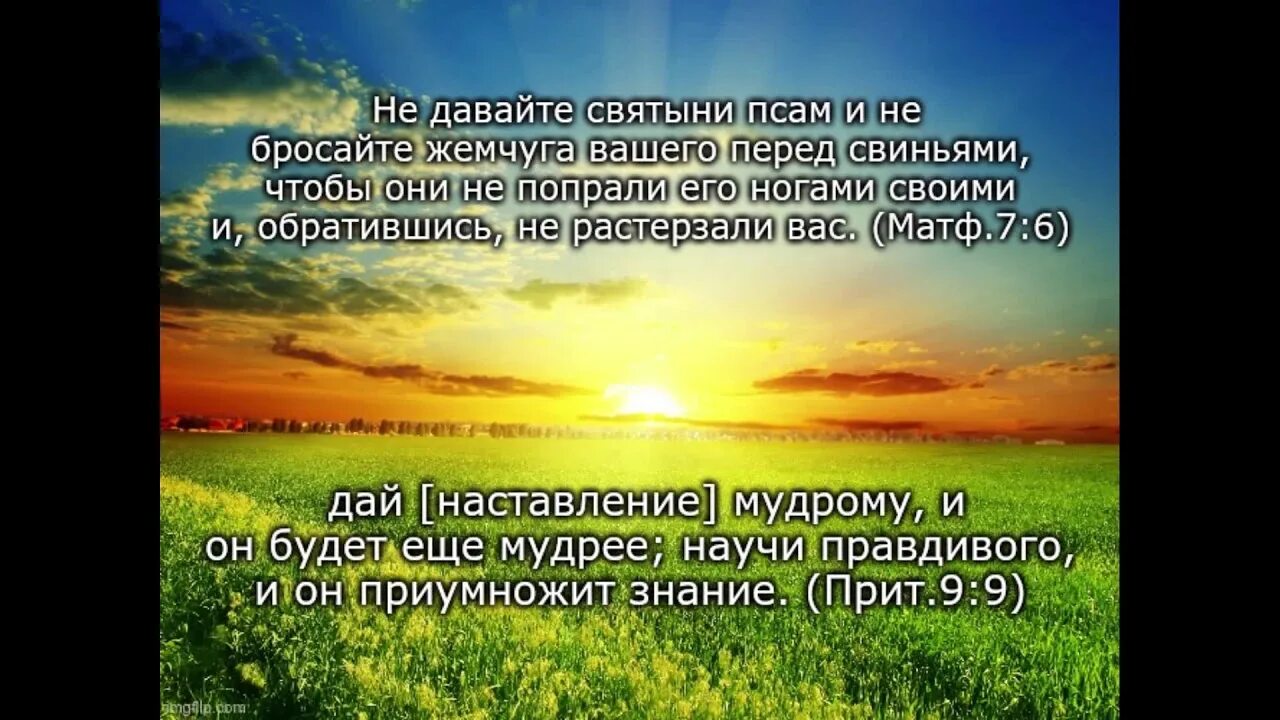 Не бросайте жемчуга вашего. Не давай святыни псам и не бросайте жемчуга вашего перед свиньями. не давайте святыни псам. не бросайте святыни псам. библия не давайте псам святыни.