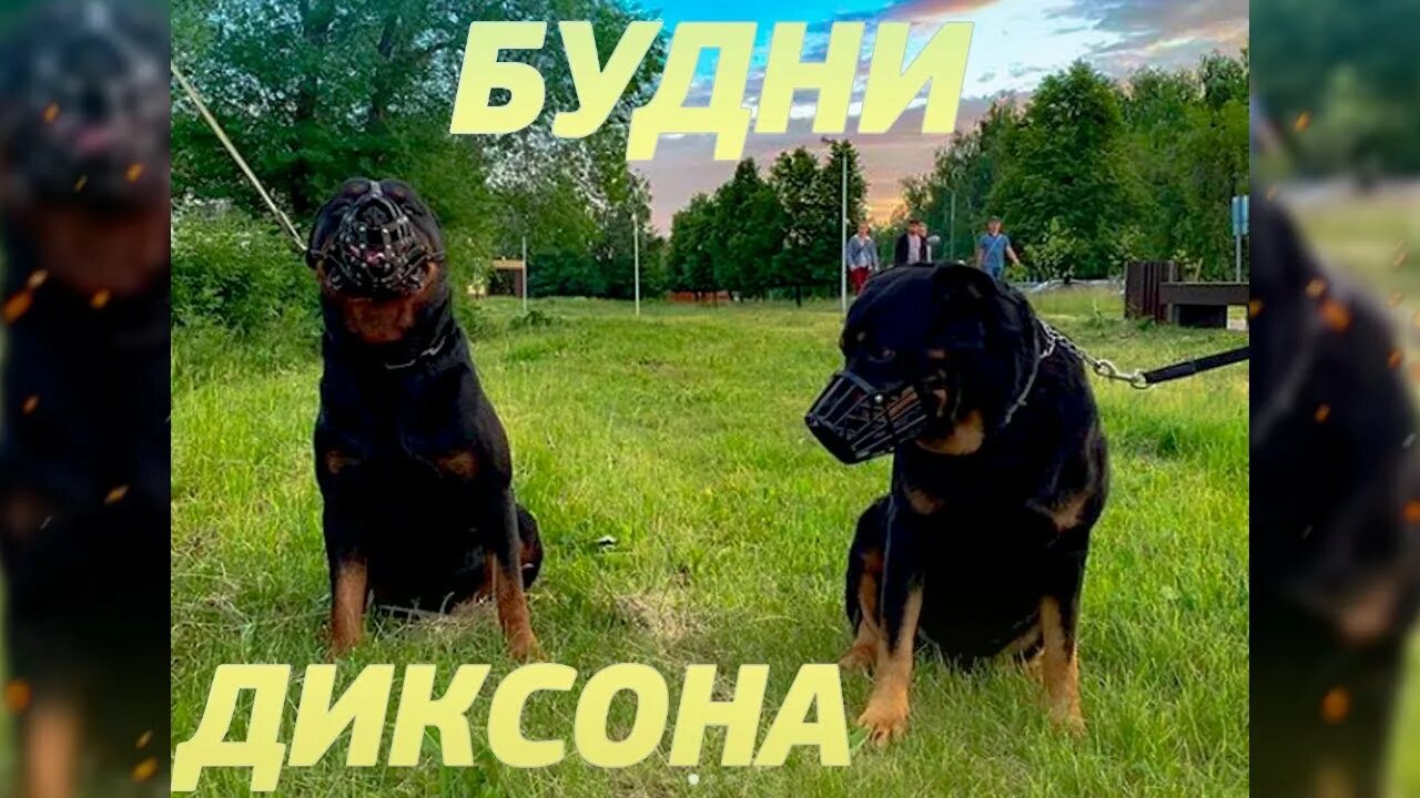 Собака тик ток. Порода собаки из тик тока. Собака мемы из тик тока. Популярные собаки в тик токе.