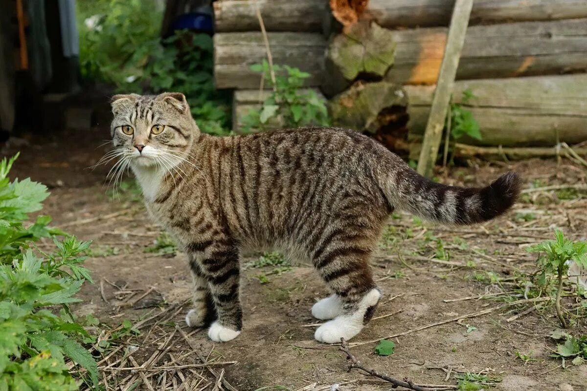 Дворовая кошка фото. Серая полосатая кошка беспородная. Кошки обыкновенные дворовые. Двортерьер кошка. Европейская короткошерстная кошка.