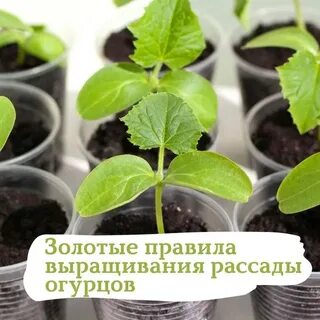 Нужно ли пикировать огурцы рассаду