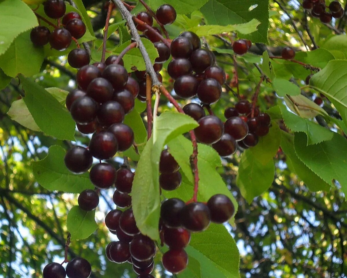 Черемуха виргинская фото. Черемуха виргинская (Padus virginiana). Черемуха виргинская краснолистная. Черемуха виргинская Prunus virginiana Shubert. Черемуха виргинская Шуберт.