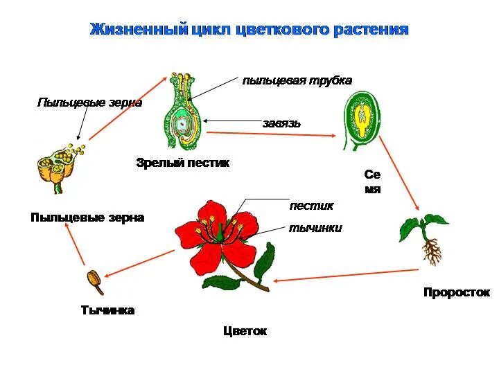 Циклы растений тест. Жизненный цикл растений. Циклы растений. Жизненный цикл растений схема. Жизненные циклы растений биология.