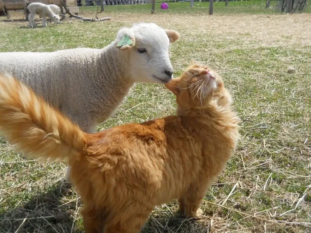 Коза с ягненком. Базл гибрид овцы и козы. Коза и баран. Овечка и коза. Коза кошка овца.