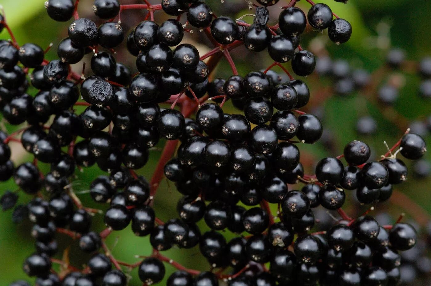 Бузина черная (Sambucus nigra). Самбукус Нигра (Бузина черная)куст. Бузина черная Гуинчо перпл. Бузина черная куст с ягодами. Бузина съедобная