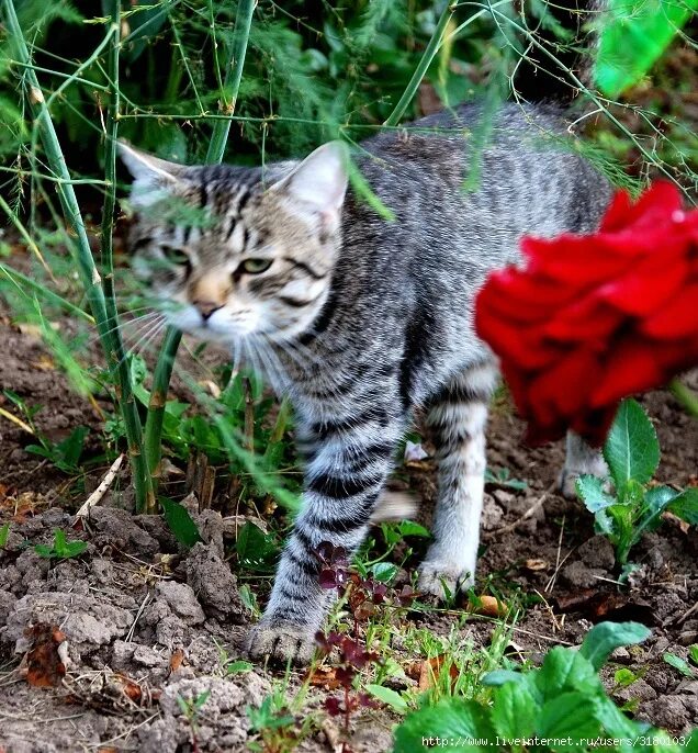 Мурзик. Котенок Мурзик. Порода кошек Мурзики. Кот Мурзик картинки. Кот Мурзик серый.