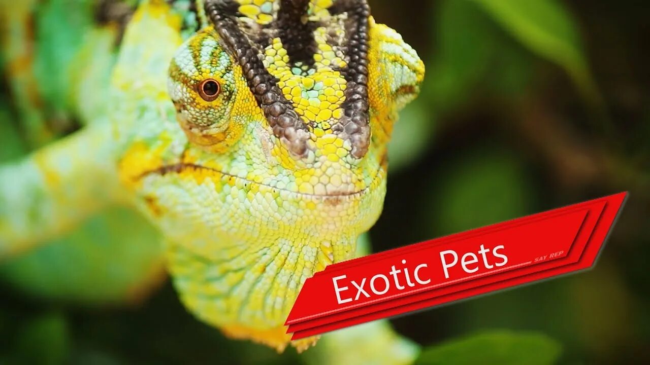 Exotic animals pets. Exotic Pets. Exotic Pets картинки.