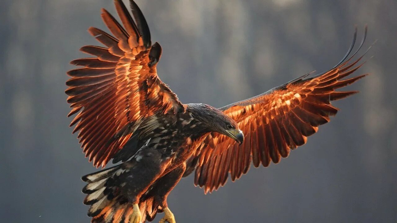 птица опирается на крылья. Eagle png 4k. люцифер падший ангел древняя греция. человек с крыльями референс. ангел с крыльями.