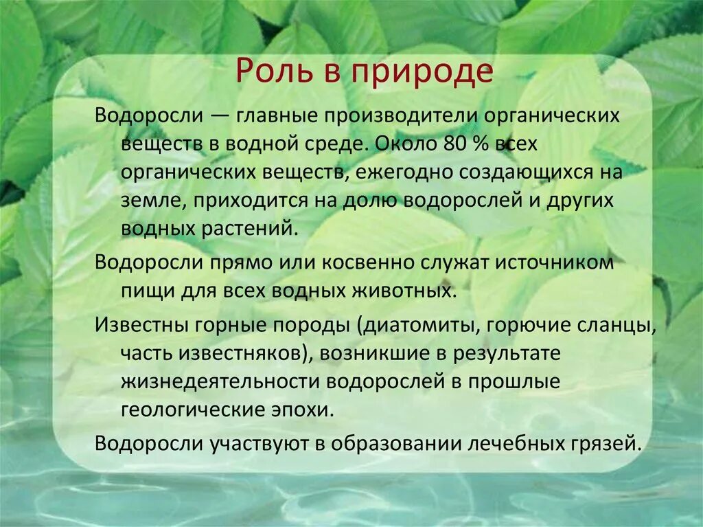 Водоросли главные