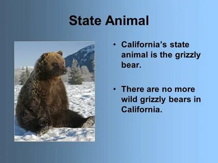 There the bears are