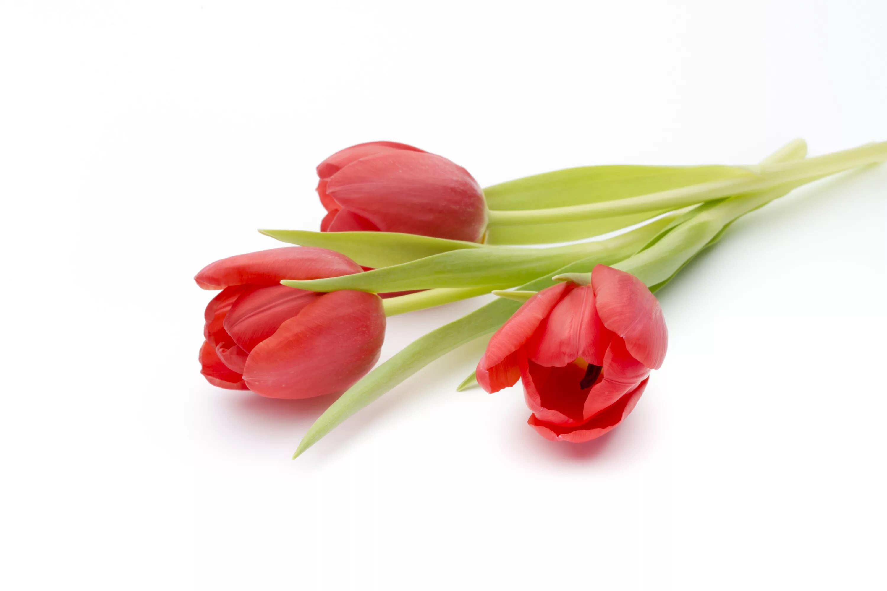3 красных тюльпана. Красные тюльпаны. Тюльпаны на белом фоне. Цветы на белом фоне. Тюльпаны без фона.