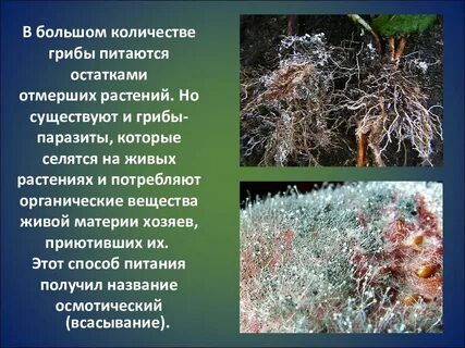 Грибы паразитические организмы
