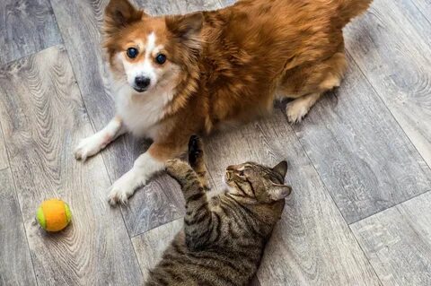 Dog and cat playing