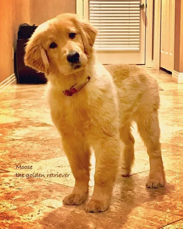 Породы собак ретривер с фотографиями Four Goldens and Their Leader Cute cats and dogs, Dog names, Golden retriever