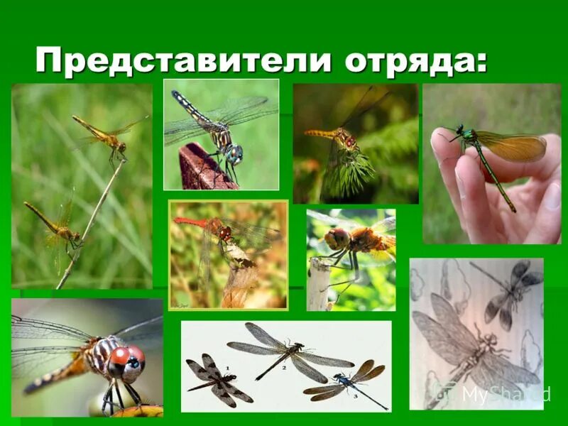 презентация насекомые с неполным превращением 8 класс