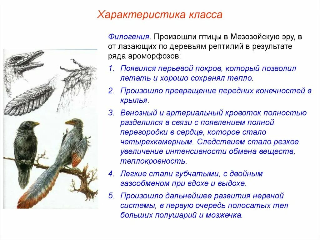 Что общего в организации птиц. Характеристика птиц 7 класс. Общая характеристика класса птиц 7 класс. Класс птицы общая характеристика 7 класс биология. Общая характеристика птиц 7 класс биология.