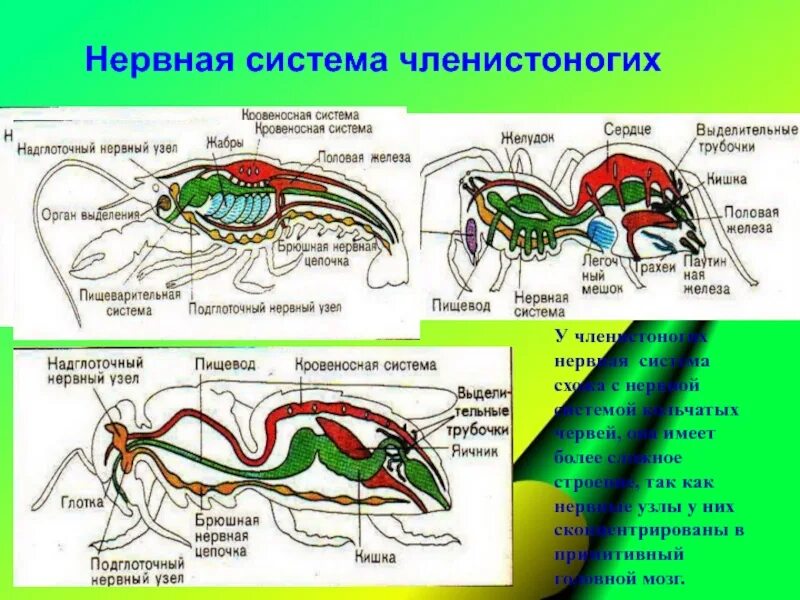 Какие классы у членистоногих. Нервная система членистоногих. нервные узлы у членистоногих. нервная система на спинной стороне тела у членистоногих. нервная система членистоноги.