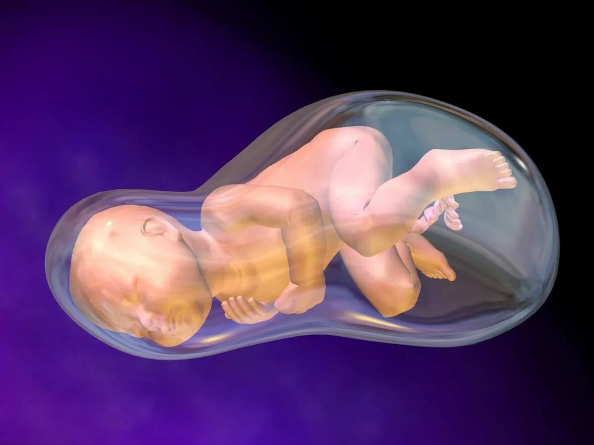 Что значит родилась. Амнион и околоплодные воды. Ребёнок ролился в рубашке. Эмбрион в плодном пузыре. Ребёнок родился в рубащшке.