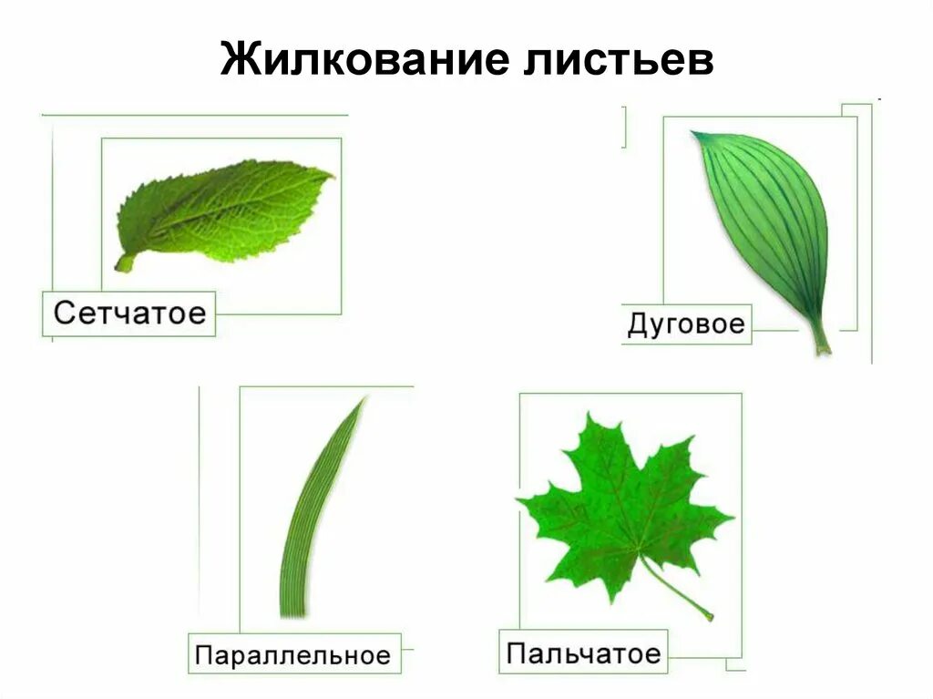 Пальчато сетчатые листья. Сетчатое пальчатое жилкование. Жилкование листьев параллельное перистое. Жилкование листьев сетчатое параллельное дуговое. Перистое пальчатое и дуговое жилкование.