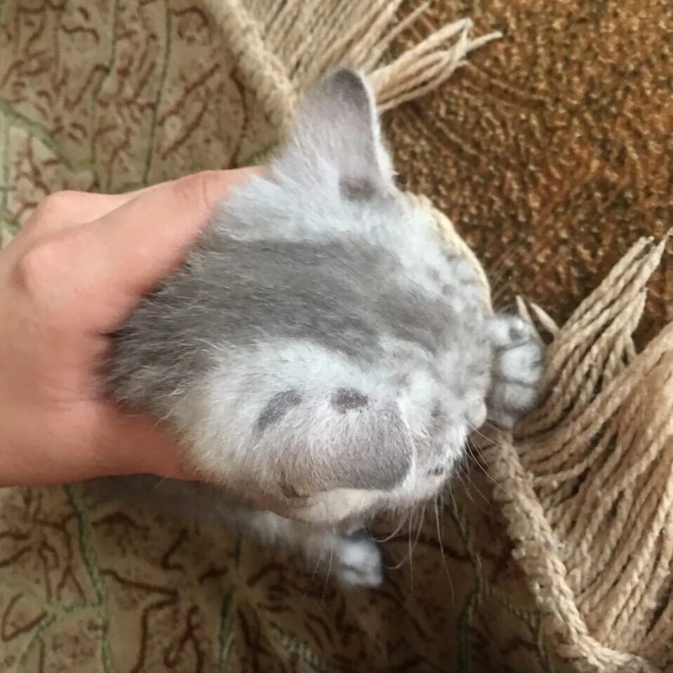 У котенка короткая шерсть. У котенка короткая шерсть