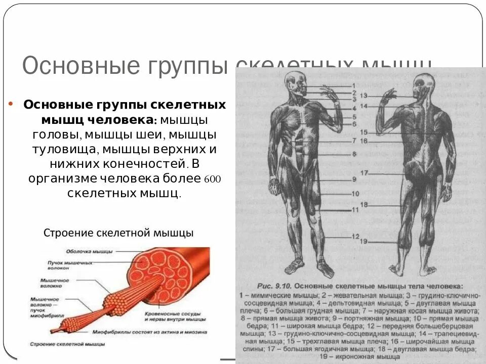 Работа скелетных мышц человека. Группы мышц. Группы скелетных мышц. Основные группы мышц. Группы скелетных мышц человека.