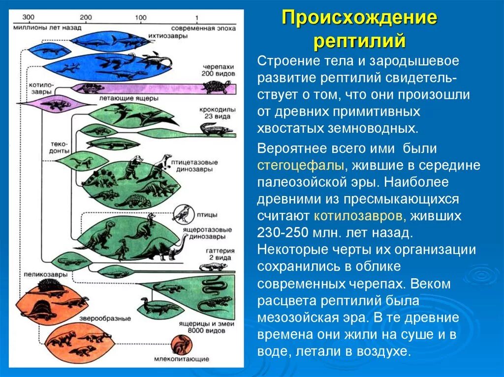 Происхождение возникновение развитие. Схема происхождения рептилий. Происхождение пресмыкающихся. Происхождение рептилий. Происхождение и Эволюция пресмыкающихся.